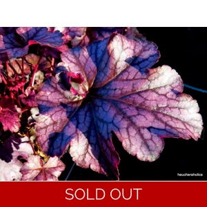 Heuchera 'Blackberry Jam'